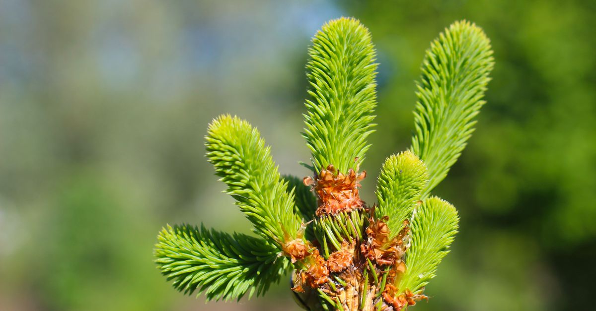 découvrez tout ce qu'il faut savoir sur le contenu evergreen, une stratégie de création de contenu durable qui reste pertinent et attire du trafic de manière continue.